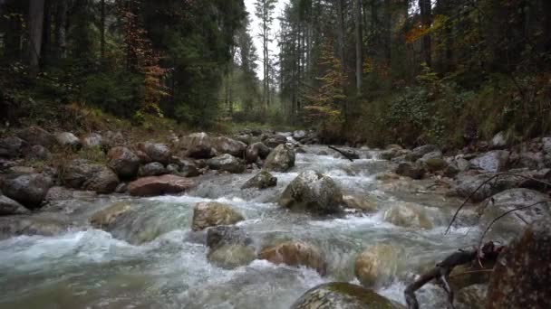 Mountain Creek Austrian Alps Clear Water Rainy Day Forest — Stockvideo