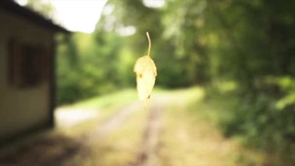 Flying Leaf Nature Looking Magical — стоковое видео