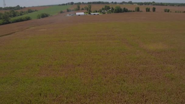 Luchtfoto Landbouwgrond Een Familieboerderij Met Schuur Huis Een Zomerse Dag — Stockvideo