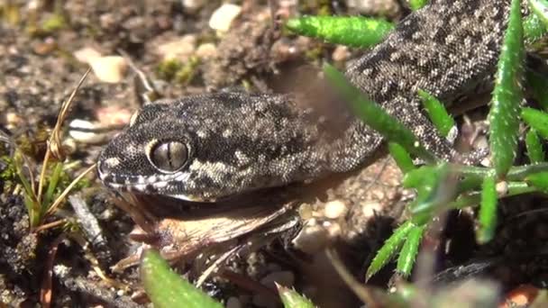 Cerca Del Torso Superior Lagarto Gris Negro Entre Vegetación Suelo — Vídeo de stock