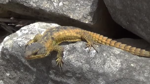 Gri Kaya Oluşumunda Tam Boy Kertenkele Burunlu Kertenkele Cordylus Cordylus — Stok video