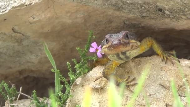 Lizard Μέτωπο Που Αντιμετωπίζει Μεταξύ Βράχων Και Φύλλωμα Ελάχιστη Κίνηση — Αρχείο Βίντεο