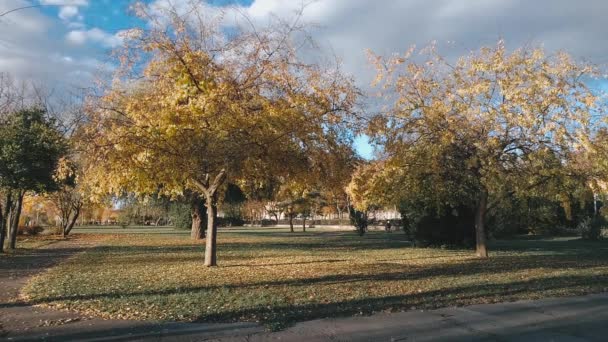 Bomen Rustplaatsen Wandelpaden Het Park Van Vac Buurt Van Donau — Stockvideo