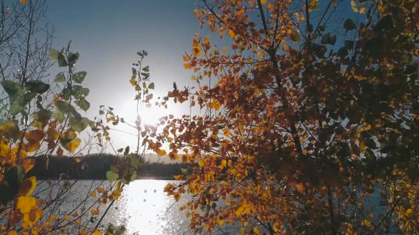 秋天多瑙河流域附近的树叶和树木 — 图库视频影像