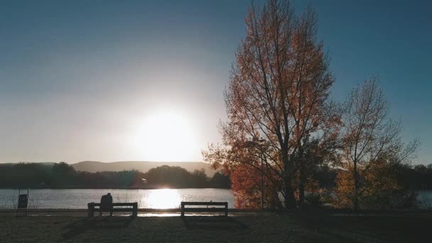 Het Uitzicht Donau Met Een Grote Boom Banken — Stockvideo