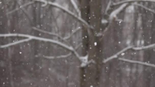 Пушистый Снег Мягко Падает Замедленной Съемке — стоковое видео