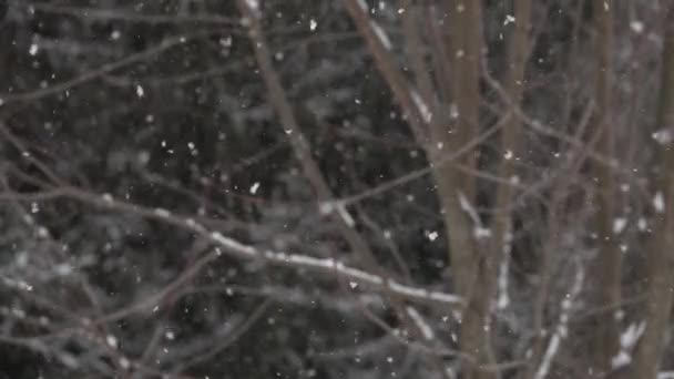 Пушистый Снег Мягко Падает Замедленной Съемке — стоковое видео