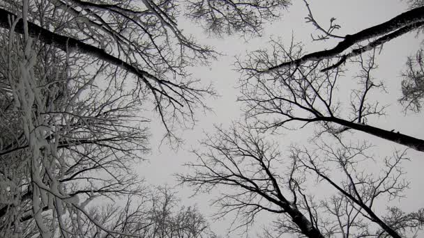 Yumuşak Kar Yavaşça Düşüyor Ağaçların Tepelerine Gökyüzüne Bakıyor — Stok video