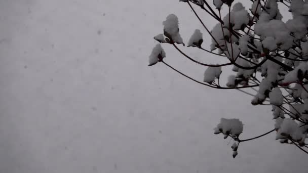 Nieve Esponjosa Cae Suavemente Cámara Lenta Acumula Arbusto Azalea — Vídeos de Stock