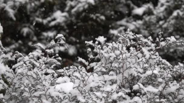 Nieve Esponjosa Cae Suavemente Cámara Lenta Perenne Enebro Arbusto — Vídeos de Stock