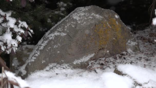 Neve Fofa Cai Suavemente Câmera Lenta Pedra — Vídeo de Stock