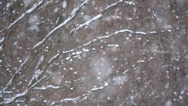 毛茸茸的雪缓缓落下 — 图库视频影像
