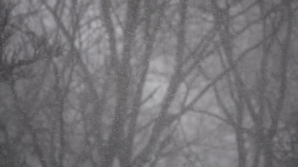 Neve Fofa Cai Suavemente Câmera Lenta — Vídeo de Stock