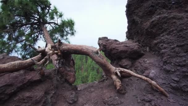 Special Horizontally Growing Pine Tree Volcano Teide Tenerife — Stock Video