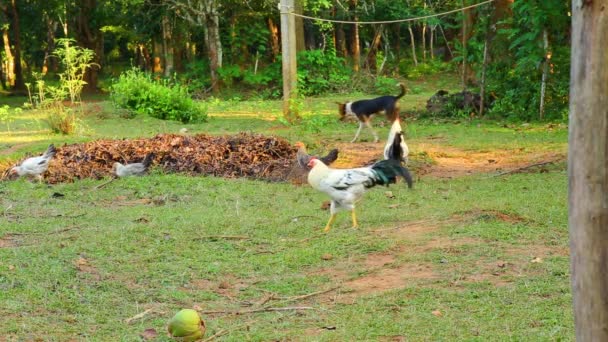 在亚洲的一个农村农场里 一群小鸡和一只免费放养的公鸡 母鸡在院子里爬来爬去 在泥土和草丛中啄食 寻找食物 — 图库视频影像