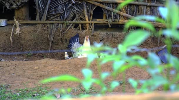 Mother Hen Keeps Watchful Eye Danger Her Young Chicks Walk — Stock Video
