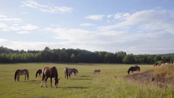 Статический Снимок Коричневых Лошадей Ферме Сельской Местности Тирезо Швеция — стоковое видео