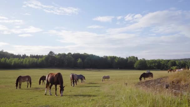 Statische Aufnahme Von Braunen Pferden Auf Einem Bauernhof Der Landschaft — Stockvideo