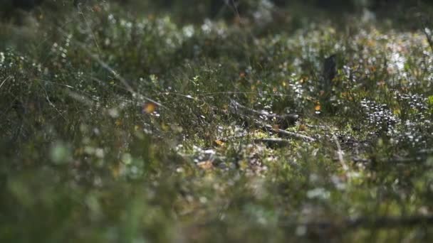 Uniek Perspectief Van Naaldbos Bodem Gladde Beweging Ondiepe Velddiepte — Stockvideo