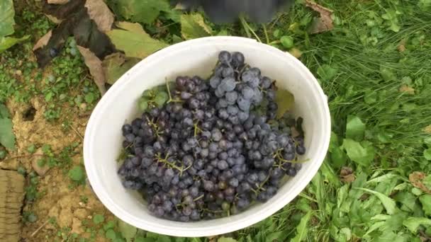 Othello Grapes Falling Plastic Bucket — Stock Video