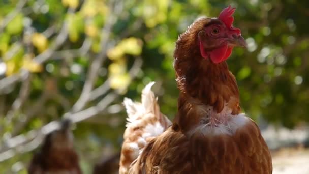 Nahaufnahme Eines Huhns Auf Einem Bauernhof Mit Anderen Hühnern Hintergrund — Stockvideo