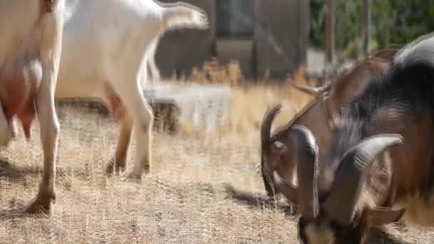 Primo Piano Delle Capre Azienda Agricola — Video Stock