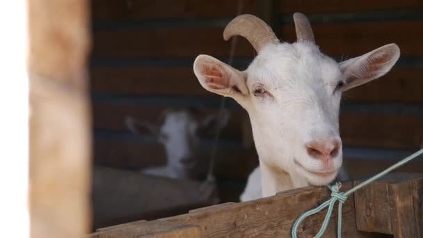 一只白色山羊在谷仓里的特写镜头 看着相机 — 图库视频影像