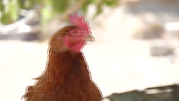 Close Van Een Kip Een Boerderij — Stockvideo