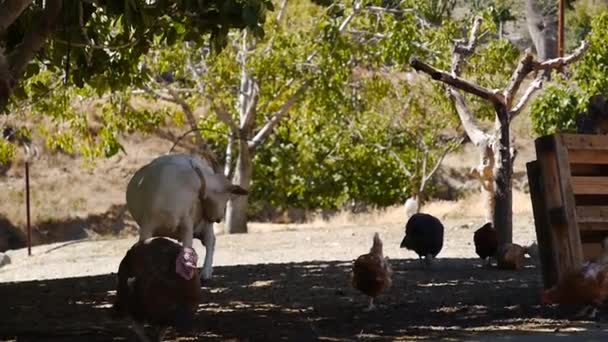 Animales Corral Con Cabras Pollos Pavos — Vídeos de Stock