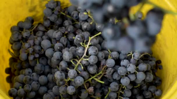 Uvas Otelo Frescas Cayendo Cubo 180Fps Cámara Lenta — Vídeo de stock