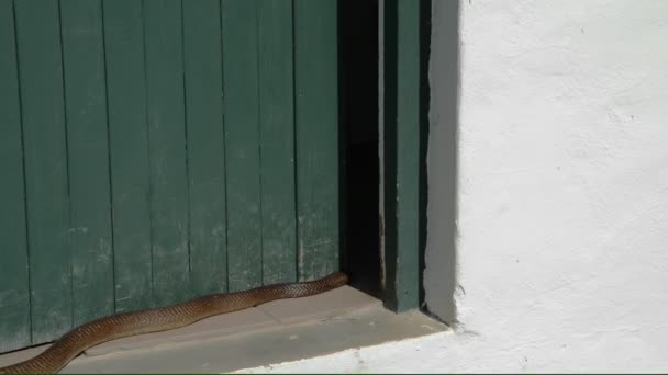 Надзвичайно Венозні Кобра Різери Через Відкриті Двері Громадської Туалету Пошуках — стокове відео