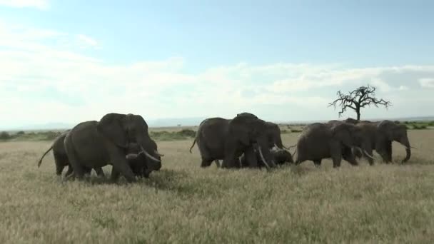 Αφρικανική Οικογένεια Ελεφάντων Loxodonta Africana Βιαστικά Περπατώντας Στα Λιβάδια Amboseli — Αρχείο Βίντεο