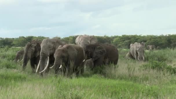 Elefante Africano Loxodonta Africana Família Que Come Prados Amboseli Quénia — Vídeo de Stock