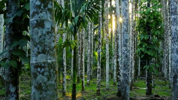 Rows Areca Nut Trees Banana Trees Distance Sunset Light Plantation — Stok Video