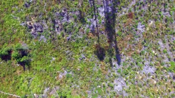 Logging Area Overflight Stand Trees Finland August 2018 Long Shadows — Stock video