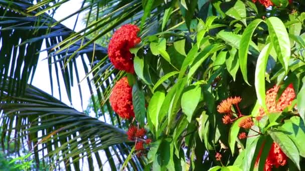 Beautiful Tropical Vegetation Red Indian Jasmine Flowers Palm Tree Leaves — Video Stock