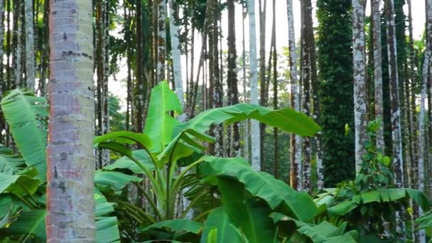 Banana Trees Grown Areca Nut Trees Plantation India Asian Fruit — 图库视频影像