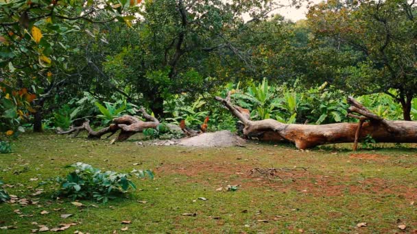 Kuřata Hledají Potravu Spadlého Stromu Mýtině Džungli Asijské Tropické Prostředí — Stock video