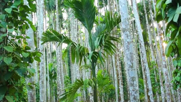 熱帯のプランテーション環境で年齢や高さが異なるナッツの木をReca 成熟した木の上に背の高いストレート白い幹 インドにおけるアジア農業事業 — ストック動画