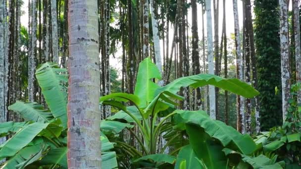 Bananenbäume Die Indien Zwischen Areca Nuss Und Paprika Bäumen Gepflanzt — Stockvideo