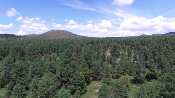 Letecký Záznam Borového Lesa Prescott National Forrest Prescott Arizona Posunout — Stock video