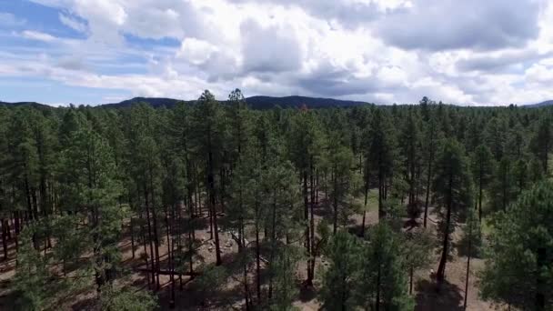 Drone Luchtbeelden Van Het Dennenbos Van Het Prescott National Forrest — Stockvideo
