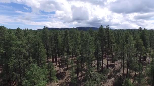 Letecký Záznam Borového Lesa Prescott National Forrest Prescott Arizona Naklonit — Stock video