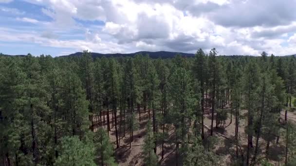 Letecký Záznam Borového Lesa Prescott National Forrest Prescott Arizona Pánev — Stock video