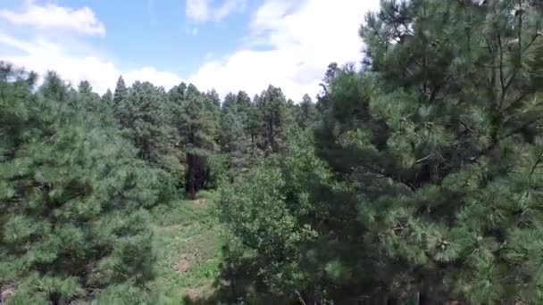 亚利桑那州普雷斯科特市福雷斯特国家公园松树林的无人机摄像 露出露营地 — 图库视频影像