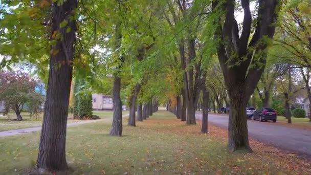 Berjalan Melalui Pohon Musim Gugur 30P Sesuai Dengan 24P — Stok Video