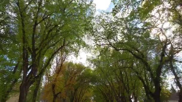 秋の木々の間を歩く 24Pに適合した30P — ストック動画