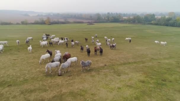 Aerial View Lipizzaner Horses Open Field Morning — Stockvideo