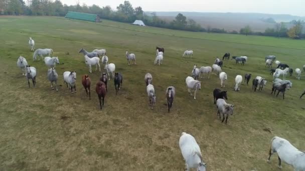 Вид Воздуха Лошадей Lipizzaner Открытом Поле Утром — стоковое видео