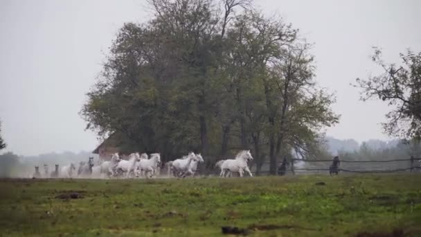 Wide Shot Lipizzaner Horses Running Field Morning — Stockvideo